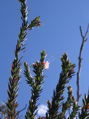 Styphelia triflora