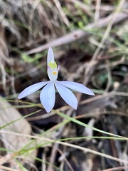Caladenia picta
