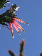 Styphelia triflora