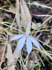 Caladenia picta