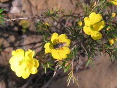 Hibbertia cistiflora