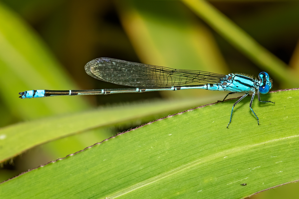 Blue Riverdamsel