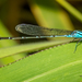 Pseudagrion microcephalum - Photo (c) Damian White, μερικά δικαιώματα διατηρούνται (CC BY-NC), uploaded by Damian White