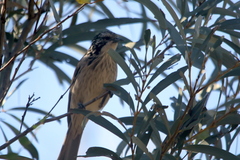Plectorhyncha lanceolata