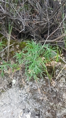 Potentilla verticillaris