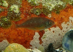 Chirodactylus brachydactylus