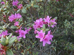 Rhododendron rubropilosum