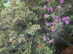 Rhododendron rubropilosum