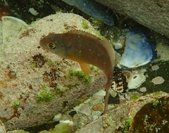 Chirodactylus brachydactylus