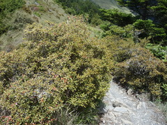 Rhododendron rubropilosum