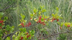 Ribes diacanthum
