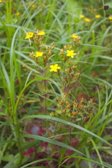 Hypericum kamtschaticum