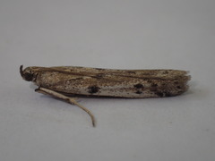 Phycitodes binaevella