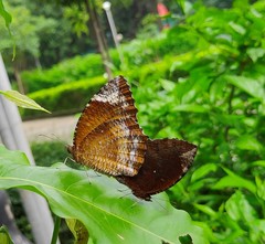 Elymnias hypermnestra undularis