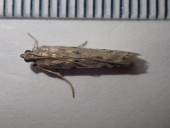 Phycitodes binaevella