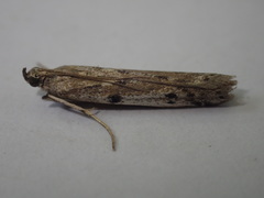 Phycitodes binaevella