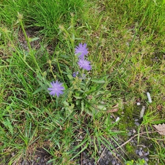 Cichorium intybus