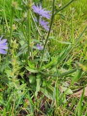 Cichorium intybus