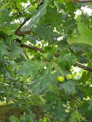 Quercus robur
