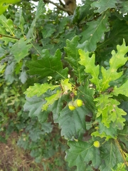 Quercus robur