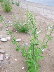 Chenopodium album