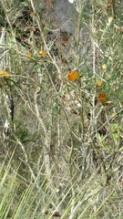 Banksia formosa