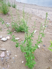 Chenopodium album