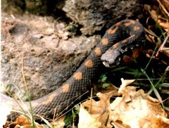 Montivipera raddei