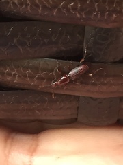 Cyphagogini