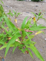 Persicaria maculosa
