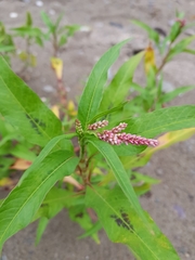 Persicaria maculosa