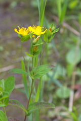 Hypericum kamtschaticum