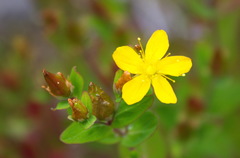 Hypericum kamtschaticum