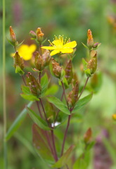 Hypericum kamtschaticum