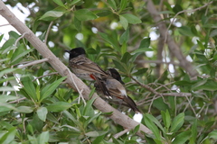 Pycnonotus cafer