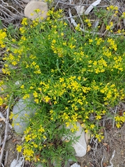 Rorippa sylvestris