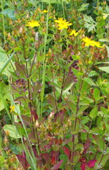 Hypericum kamtschaticum