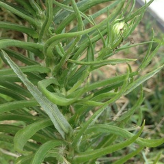 Pseudognaphalium viscosum