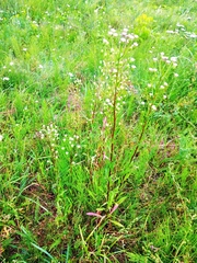 Erigeron acris droebachiensis