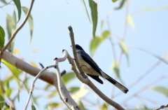 Rhipidura rufiventris