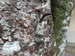 Pyrops vitalisius