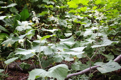 Parasenecio kamtschaticus