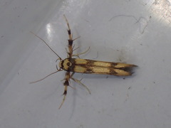 Stathmopoda pedella