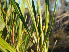 Dodonaea viscosa angustissima