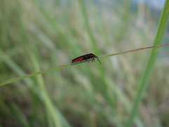 Pyrocoelia formosana