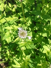 Marshallia trinervia