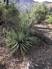 Yucca madrensis