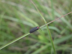 Pyrocoelia formosana