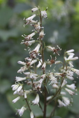 Parasenecio kamtschaticus