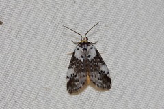 Thallarcha lechrioleuca